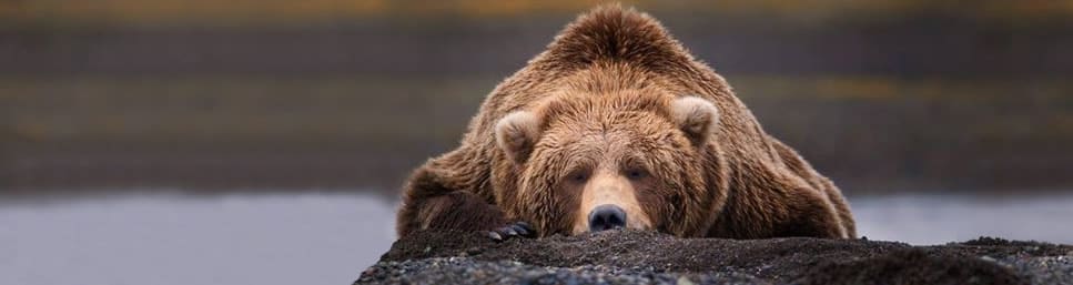 Bear banner