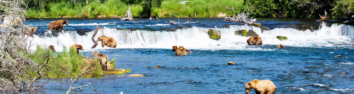 Bear viewing1