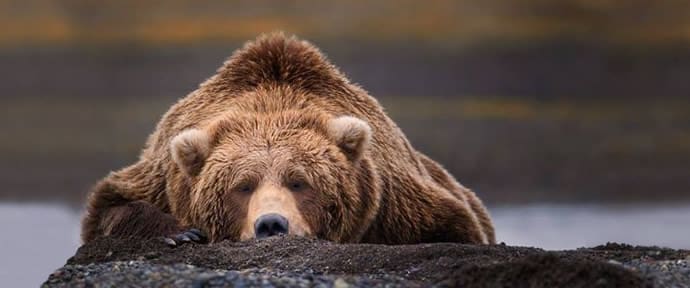 Bear banner front