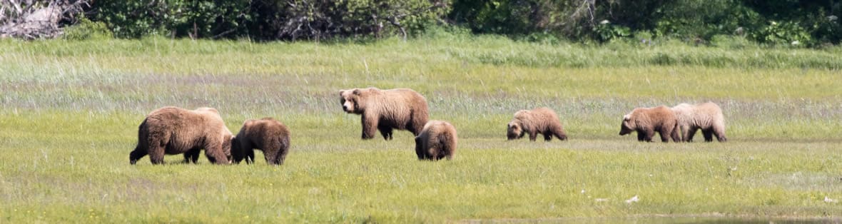 Bear viewing2