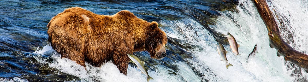 Bear viewing3